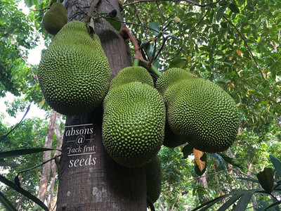 AtoZprintshop Seeds village Nutritious and Healthy Jackfruit seeds for sowing for Growing (25 Seeds Pack) Seed(20 per packet)