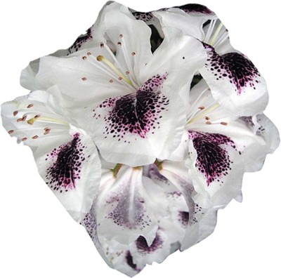 Futaba Azalea Rhododendron Seed White & Purple - 100 Pcs Seed(100 per packet)