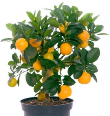 ROSEMERC imported bonsai orange (15 per packet ) Seed(15 per packet)