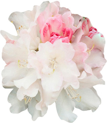 Futaba Rhododendron Azalea Flower Whitish Pink - 50 Pcs Seed(50 per packet)