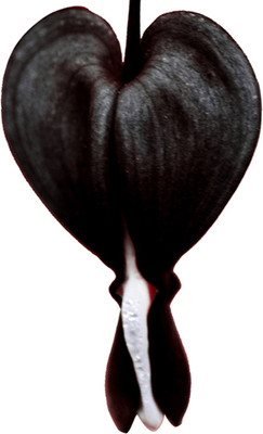 Futaba Dicentra Spectabilis Heart Shaped Flower-Black - 100 Pcs Seed(100 per packet)