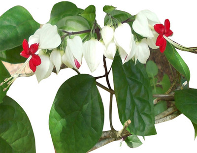 Futaba Dicentra Spectabilis Heart Shaped Flower-Red and White - 100 Pcs Seed(100 per packet)