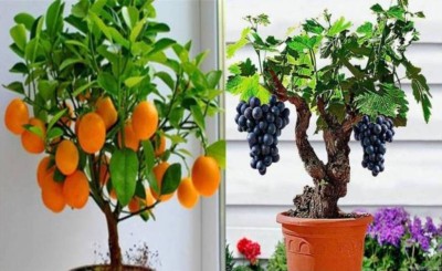 VS GLOBAL imported bonsai orange and bonsai grape vine tree (15 each ) 30 Seed(30 per packet)