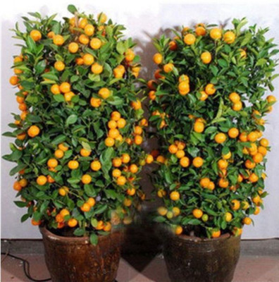 VS GLOBAL bonsai imported mandarin orange potted plant(20 per packet) Seed(16 per packet)