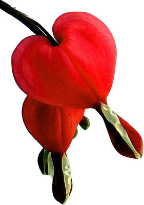 Futaba Dicentra Spectabilis Heart Shaped Flower-Deep Red - 100 Pcs Seed(100 per packet)