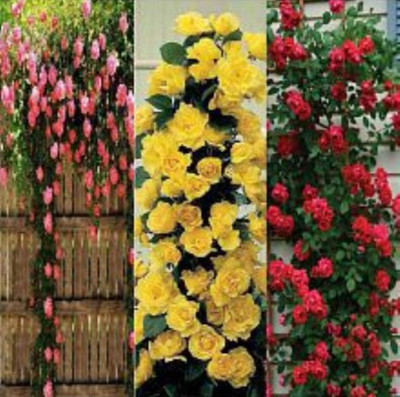 VS GLOBAL pink/yellow/red climning rose plant (each 20 ) 60 per packet Seed(55 per packet)