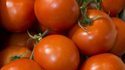 XOLDA Tomato Seed(95 per packet)
