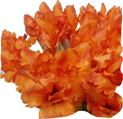 Futaba Butterfly Iris Tectorum Flower - Orange - 100 Pcs Seed(100 per packet)