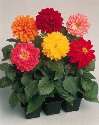 Green World DAHLIA VARIABILIS TOP STAR ( 150 SEEDS ) Seed(150 per packet)