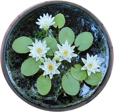 Futaba Mini Lotus Hyacinth - White- 5 Pcs Seed(5 per packet)