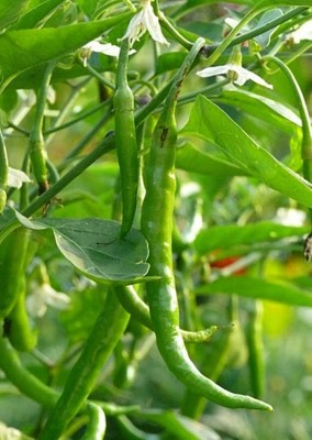 Green World PUSA JWALA CHILLI / MIRCH SEEDS (100 SEEDS) Seed(100 per packet)