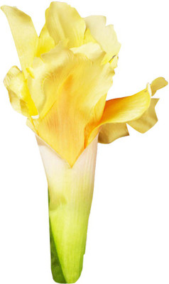 Futaba Butterfly Iris Tectorum Flower - Yellow - 100 Pcs Seed(100 per packet)