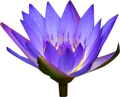 Futaba Mini Lotus Hyacinth - Blue - 5 Pcs Seed(5 per packet)
