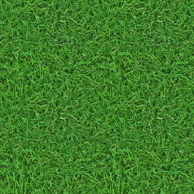 Futaba Turf Grass Lawn - 500 Pcs Seed(500 per packet)