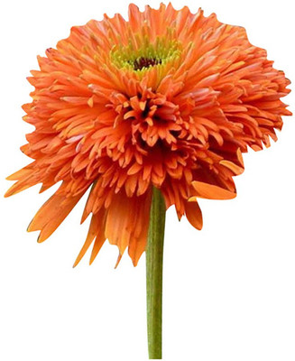 Futaba Rare Cone Flower - Rust Orange -20Pcs Seed(20 per packet)