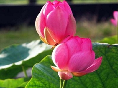 NSKON Imported Worlds rare PINK LOTUS PLANT Seed(100 per packet)
