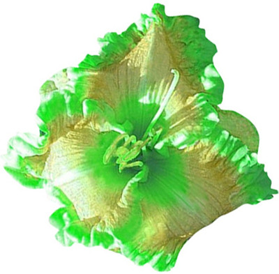 Futaba Holland Daylily Exotic Flower - Green - 50 Pcs Seed(50 per packet)