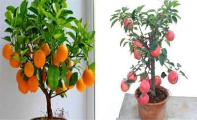 ROSEMERC imported bonsai orange,apple seed ( 10+10 ) 20 Seed(20 per packet)