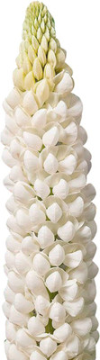 Futaba Rare Lupine - White -100 Pcs Seed(100 per packet)