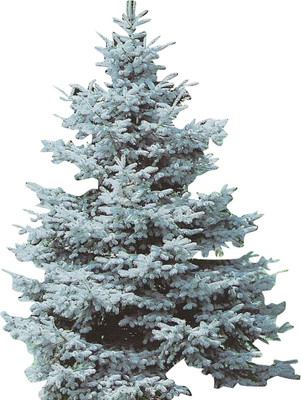 Futaba Colorado Spruce - Blue - 50 Pcs Seed(50 per packet)