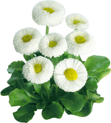 Futaba 'Chris Zomer' Daisy - White - 100 Pcs Seed(100 per packet)