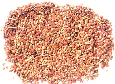 Radhakrishna Asteracantha Longifolia, Talimkhana, Hydrophilia Spinosa Seed, Talmakkan, Talm Khana, Talm, Talma, Talmb Seed(250 per packet)