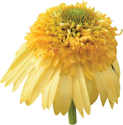 Futaba Rare Cone Flower - Yellow -20Pcs Seed(20 per packet)