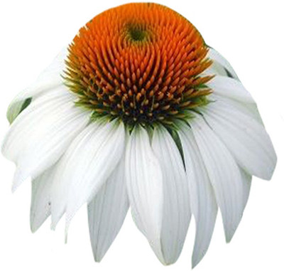 Futaba 'Pow Wow White' Cone Flower - 20 Pcs Seed(20 per packet)