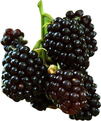 Futaba Rare Black Raspberry - 50 Pcs Seed(50 per packet)