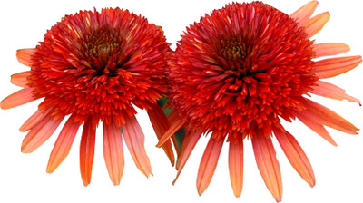 Futaba Red Echinacea - 100 Pcs Seed(100 per packet)