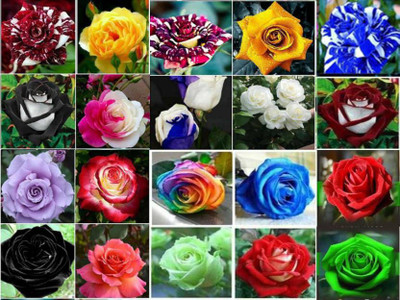 VS GLOBAL imported veriety mix colour roses seed ( 100 per packet ) Seed(100 per packet)