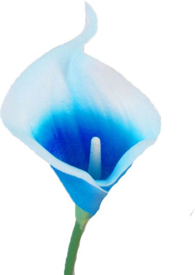 Futaba Calla Lily - Blue - 100Pcs Seed(100 per packet)