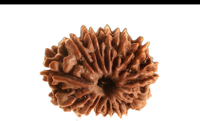 RUDRA DIVINE 13 mukhi rudraksha original with certified / 13 face rudraksha original / 13 faced rudraksha original Wood