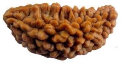 RUDRA DIVINE 1 mukhi rudraksha with certificate Wood