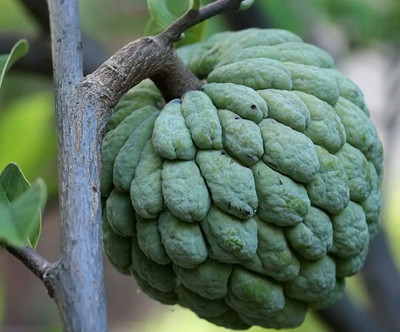 AtoZprintshop Seedstores 6 Seeds Of Sweetsop, Annona Squamosa, Sugar or Custard Apple, Sharifa or Sitaphal Tree for Growing Seed(20 per packet)