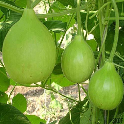 VibeX Bottle Gourd Seed(20 per packet)