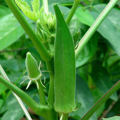 AtoZprintshop Biocarve Okra - Pack of 100 Seeds Seed(20 per packet)