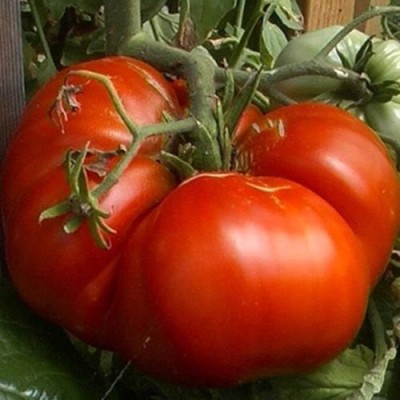 VERTEX AGENCIES DNR AGENCIES, Aiden Gardens Giant Tomato BIG ZAC Heirloom Vegetable 50 Seeds Biggest Competition Seed(50 per packet)