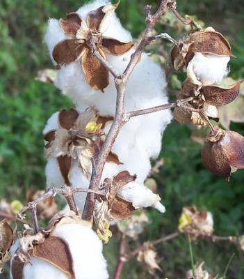 AtoZprintshop Seedville Cotton Gossypium Seed - 25 Seeds Seed(20 per packet)