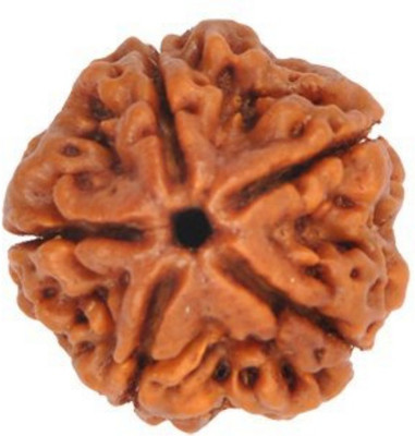 RUDRA DIVINE 5 Mukhi Rudraksha with Certificate of Authenticity 5 faced Real Natural Rudraksha Wood