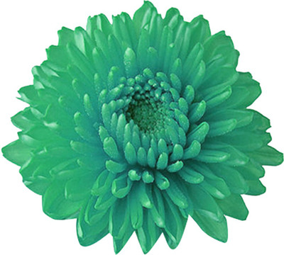 Futaba Miracle Daisy Chrysanthemum - Teal - 100 Pcs Seed(100 per packet)