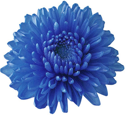 Futaba Miracle Daisy Chrysanthemum - Blue - 100 Pcs Seed(100 per packet)