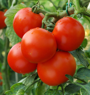 Green World ARKA RUBY TOMATO SEEDS (100 SEEDS ) Seed(100 per packet)