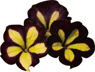 Futaba Petunia Kabloom Calibrachoa - Chocolate and yellow - 20 Pcs Seed(20 per packet)