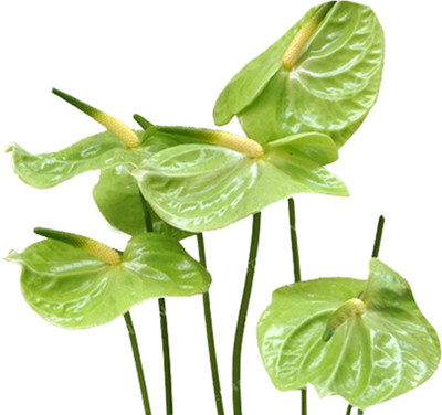 Futaba Anthurium Andraeanu - Green - 100 Pcs Seed(100 per packet)