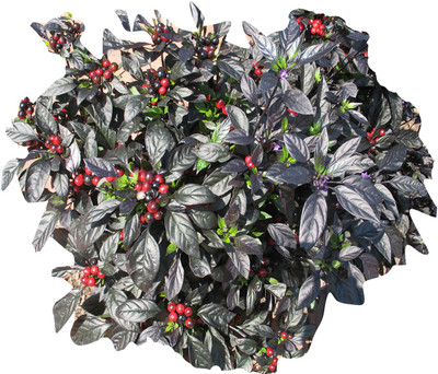 Futaba Mini Black Pearl Pepper Chilli - 100 Pcs Seed(100 per packet)