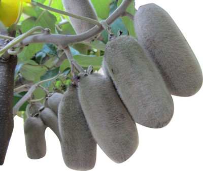 Futaba Japanese Actinidia Eriantha Kiwi - 50 Pcs Seed(50 per packet)