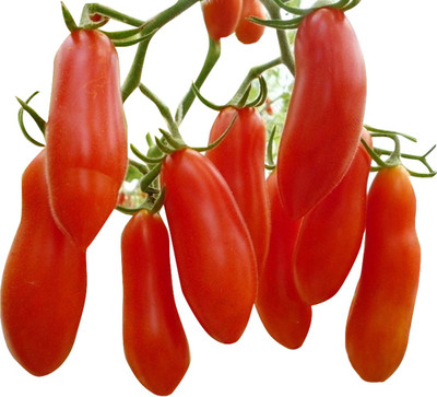 Futaba Banana Tomato Organic - 100Pcs Seed(100 per packet)