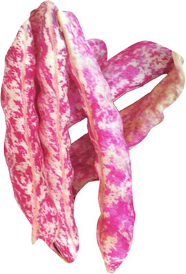 Futaba Rainbow bean - 5 Pcs Seed(5 per packet)