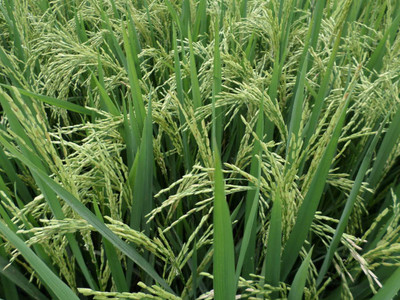 Green World PUSA BASMATI - 1718 VARIETY PADDY / RICE 5 KG SEEDS Seed(5 per packet)